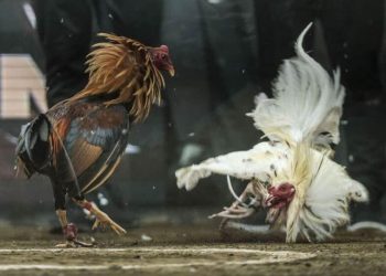 Xem đá gà trực tiếp tại Thomo360.com có gì đặc biệt?